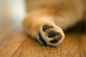 遛着遛着，狗狗的黑肉垫忽然不见了？图片