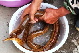 鳝鱼的精明：既当爹又当妈，无攻无防成隐士，保命全靠润滑的体液图片