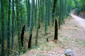 科普知识（2）：毛竹要怎么管理才能挖到更多笋子？您知道吗图片
