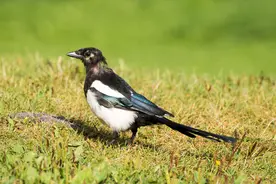 农村俗语：“宅子有三喜，家中人才出”什么意思？有道理吗图片