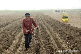黄河滩山药种植劳动忙，农民大姐推着独轮自行车满地跑，她在干啥图片