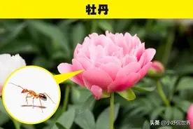 冷知识：为了安全与舒适，你最好不要在家中放置的7种植物图片