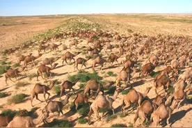 澳大利亚骆驼泛滥，人类吃骆驼速度赶不上繁衍速度，这可怎么办？图片