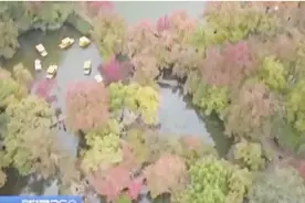 停车坐爱枫林晚，霜叶红于二月花！树木多姿多彩，迎接秋天视频封面