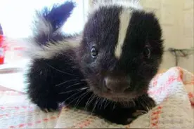 108个动物幼崽宝宝，呆萌可爱，融化你的心！快来认识一下它们吧图片