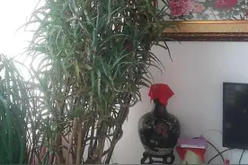 这些绿植成精了吗？芦荟养了30年，龟背竹20年，到底是花还是树图片