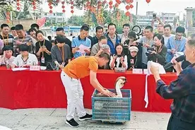 34.4斤！澄海“最大狮头鹅王”诞生图片