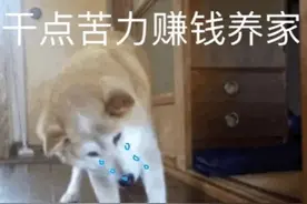 超火的“动态红色小象”沙雕表情包，来存图图片