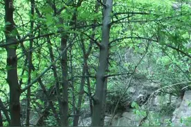 这树木的价值堪比黄金，比黄金还稀缺图片