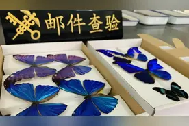 江苏金陵海关截获世界珍稀品种“光明女神闪蝶”等标本图片