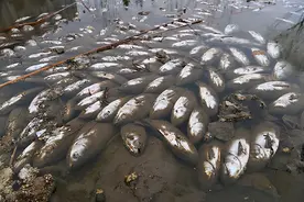 “造粪机器”河马：4000只日均排便8.5吨，每年憋死成千上万条鱼图片