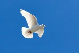 爽约，为什么叫放鸽子呢图片