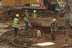 流浪拉布拉多，意外闯进工地，结果成了全网狗子最羡慕的对象图片