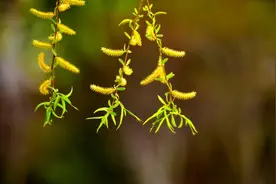 62岁大爷：打麻将认识对象，每月八千不够花，太贪婪，无法满足图片