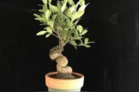 水团花俗称水杨梅，它是一种怎样的植物？图片