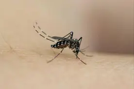 蚊子吸了艾滋病病人的血，然后又蜇了一个健康的人，会被传染吗图片