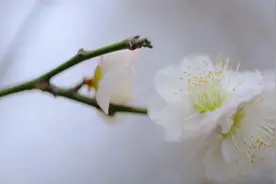 倚门回首，却把青梅嗅图片