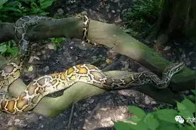 泰国一条约五米的蟒蛇，吞食一头奶牛，结果是蛇肚被撑破图片