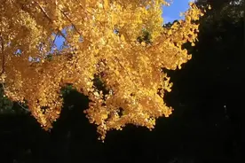 民间故事：寡妇救了黄鼠狼，黄鼠狼给女人下跪，乞丐说：别跪图片