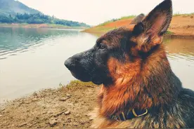 这些“大狗”可以放心养，没有被城市禁养图片