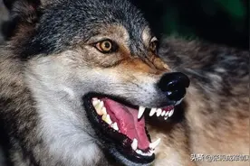 狼若回头必有缘由 印度军队大举向边境地区集结 真是准备开战？图片