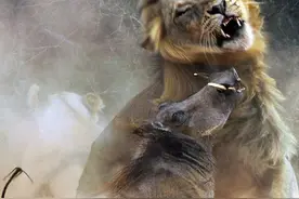 体重在狮子之下，单挑却可以杀死成年狮子的3种动物图片