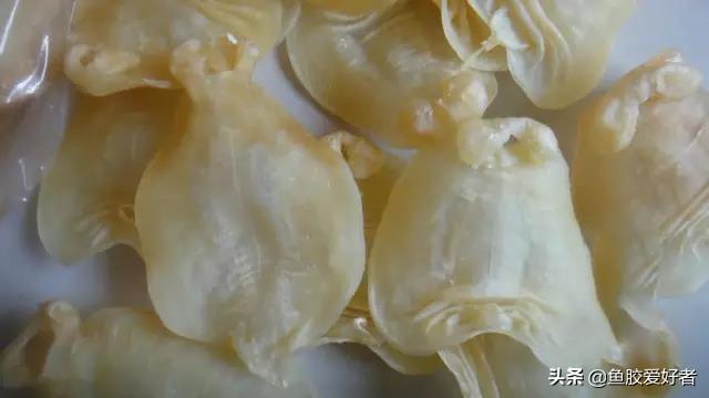 炖的花胶可以保存几天 2026年炖的花胶可以保存几天不坏