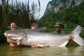 龙滩水库水位约300米，20年过去了，里面的鱼是否长到几百斤了？图片