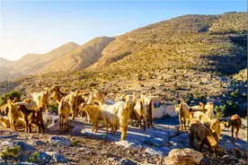 50岁的人负债300万，回农村搞养殖，养什么能5年还清债务？图片