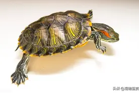 乌龟往往会扒拉缸，乌龟一直扒拉缸意味着什么图片