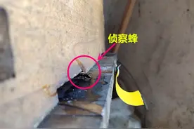春天到了，如何在家里诱蜂？记住一点：别放过来家里转悠的蜜蜂图片
