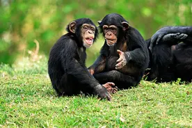 攻击人类、吃掉同伴，非洲黑猩猩密谋杀害其它物种，它们已觉醒？图片