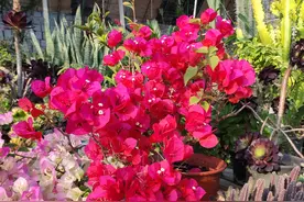 常见的三种花，夏季一定要“暴晒”，光照越强，花量越大图片