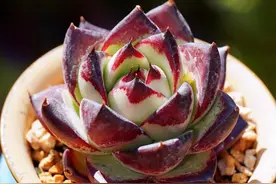 东云系多肉较易出状态，而这6个品种尤其如此，冬天可轻松上色图片