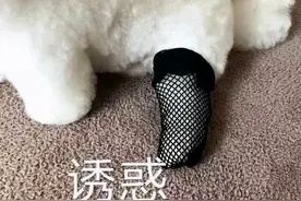 我鬼混回来了！带着一大波热门表情包图片