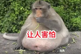 说出来你可能不信，这种生物把“胖子”当战略储备粮图片