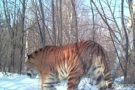 又见“大王来巡山”！吉林省天桥岭林区再次拍到野生东北虎影像图片