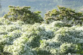 费县：千年流苏话惊艳，百年楸林载千秋图片