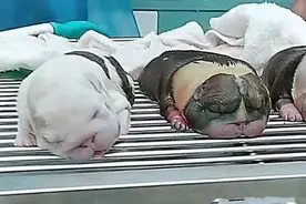 狗狗怀孕后难产，送去做剖腹产，进手术室一看，小狗像是被烤了图片