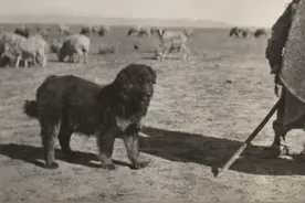 炒作之前的藏獒，生于荒野土坑，死于荒野战圈，是真正的中国獒图片