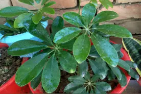 网红植物“七叶莲”，别被名字骗了，市场上很多，价格很低廉图片