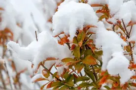 暴雪，大暴雪图片