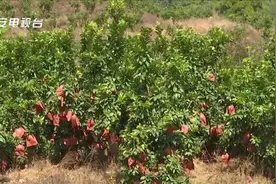 急急急！柚子滞销愁坏果农，转发帮帮他们图片