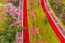 5条最美路线同跑！珠海市民健身运动会绿道健康跑报名启动！图片