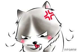 爱舔舐自己的猫咪是真的爱干净吗？还是什么原因导致的迫不得已？图片