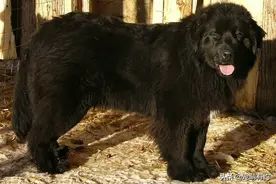 纽芬兰犬，因在水上救援的优秀表现，被授予金质奖章图片