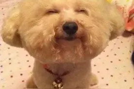 狗狗都有哪些常规的撒娇技能？网友：是我家汪没错了图片