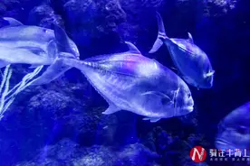 浙江省最大的海洋馆，门票160元，大人小孩都喜欢图片