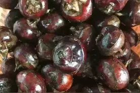 农村一种长在土里的水果人称“南方人参”，虽说好吃但很难挖图片