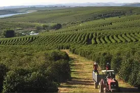 巴西咖啡产地及咖啡分级详解图片